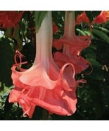 25 SEEDS DOUBLE PINK ANGEL TRUMPET LARGE FRAGRANT UNIQUE GROW BEAUTY FAS... - $8.35