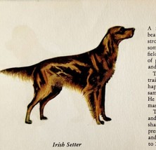 Irish Setter 1939 Dog Breed Art Ole Larsen Color Plate Print Antique PCBG18 - £23.44 GBP