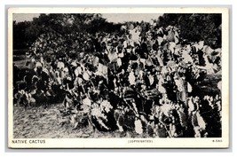 Native Cactus Cacti San Antonio Texas TX Gloss Tone WB Postcard O22 - $3.91