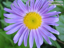 BPA 50 Seeds Blue East Indies Aster Tongolensis Flower From USA - £7.80 GBP