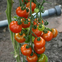 50 Seeds Bartelly Tomato Juicy Vegetable Edible Beautiful Garden Fresh USA Garde - £9.65 GBP