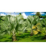 MBK Perennial &amp; Annual Kit 35 Variety Seeds Fast Ship - $79.29 CAD