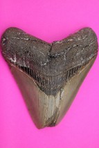 Authentic Megalodon Shark Tooth 4.00 Inches 151 Grams Fossil Dino Girl C... - $167.40 CAD