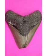 Authentic Megalodon Shark Tooth 4.00 Inches 151 Grams Fossil Dino Girl C... - $166.47 CAD