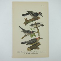 Bird Lithograph Print Hairy Woodpecker Downy Woodpecker Red-bellied Antique 1890 - £15.81 GBP