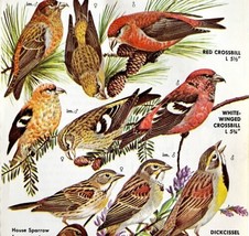 Crossbill Finches Varieties And Types 1966 Color Bird Art Print Nature A... - $19.99