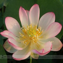 Heirloom Yellow Pink Nelumbo Nucifera Lotus Sun&#39; Professional Beautiful ... - $10.29