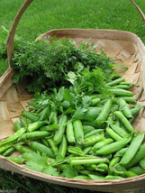 140 Little Marvel Garden Pea Seeds  Fresh Harvest  - £10.92 GBP