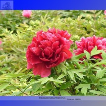 Heirloom Luoyang &#39;Huang Wang&#39; Dark Red Double-petalled Big Peony Flower Seeds, A - £7.90 GBP