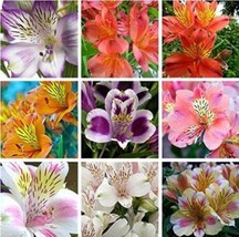 100Pcs Peruvian Lily Alstroemeria Flower Seeds Mixed 9 Colors Fresh Garden USA S - $8.24