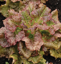 Lettuce Seeds - Leaf - Red Sails - Outdoor Living - Gardening -Free Shippin - £23.53 GBP