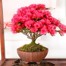 Bonsai Crape Myrtle Tree Red Flowers Seeds 30 Seeds Rhododendron Simsii Gardenin - $8.22