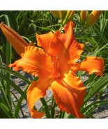 Hemerocallis Primal Scream Daylily 3 Bare Root Plants Plant Garden - $12,685.05 MXN