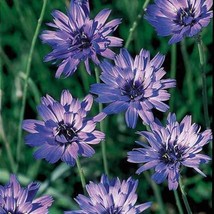 20 Blue Cupids Dart Aka Love Plant Catananche Caerulea Flower Seeds Fast Ship Fr - £11.64 GBP