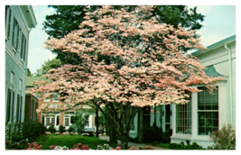 Village Scene Pinehurst North Carolina Cherry Tree Postcard Unposted - £3.65 GBP