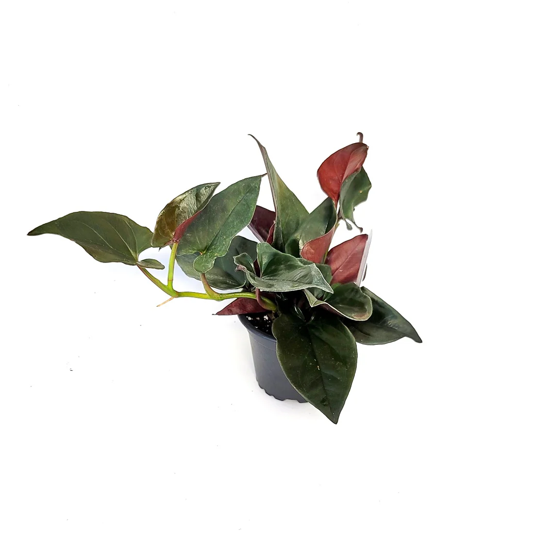 LWS Syngonium Erythrophyllum Llano Carti Road 3.5 Until 4 Fast Shipping - $37.50