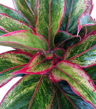Siam Aurora Chinese Evergreen Plant - Aglaonema - Grows in Dim Light - 5&quot; Pot - £51.83 GBP