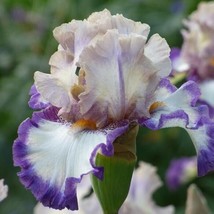 Iris Bearded Gray&#39;s Peak Bicolored Germanica Iris Size #1 Rhizome - $9.90