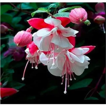 200PCS Fuchsia Seeds Rose Red White Double Flowers - £14.02 GBP