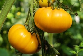 ENIL 50 Seeds Lemon Boy Tomato Hybrid Vegetable Garden Planting Tomatoe USA - £3.30 GBP
