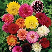 150Seeds Mini Dahlia Flowers Seeds, MS Decorative Flower Seeds - £23.95 GBP