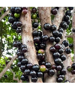 Jaboticaba Tree (Different Varieties). 5 Years Old, Grafted. Grown In Gr... - £172.99 GBP