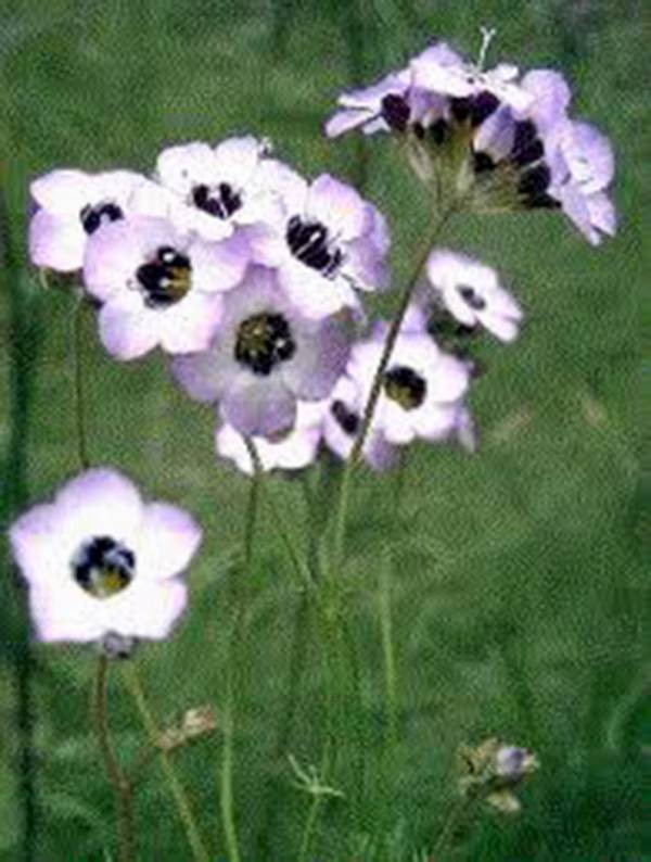 BIRD'S EYE GILIA TRICOLOR 1000 SEEDS ORGANIC, BEAUTIFUL DELICATE LAVENDER BLOOMS