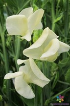 50 Mrs Collier Sweet Pea Seeds Garden Free Ship - £10.41 GBP