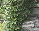Ivy Virginia Creeper Parthenocissus Quinquefolia. Organically Grown 10 S... - $11.53