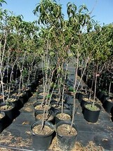 JEFFERSON PEACH 4-6 F TREE PLANT SWEET JUICY PEACHES LIVE FRUIT TREES PL... - £110.56 GBP