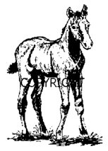 Standing Foal HORSE-NEW Release Mounted Rubber Stamp - £4.37 GBP