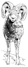 Ram SHEEP-NEW RELEASE mounted rubber stamp - $4.90
