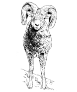 Ram SHEEP-NEW RELEASE mounted rubber stamp - £3.91 GBP