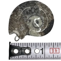 Fossil Ammonite 1.25&quot;, 11 gram, looped for wearing on necklace, jewelry - $8.98