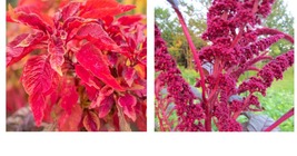 Red Garnet Amaranth Seeds - Fresh Garden Seeds - Free Shipping - £14.37 GBP+