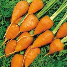 Royal Chantenay Carrot Improved Main Season Gardening USA SELLER - £7.50 GBP