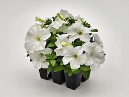 Petunia Success Hd White 50 Pelleted Petunia Seeds - £16.35 GBP