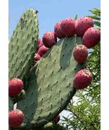 RJ 20 Seeds Prickly Pear Cactus  (Opuntia ficus-Indica) Red Tuna Cactus ... - £5.29 GBP