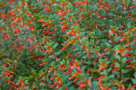 10 Seeds Red CIGAR PLANT Mexican Firecracker Cuphea Ignea Hummingbird Flower - £13.62 GBP