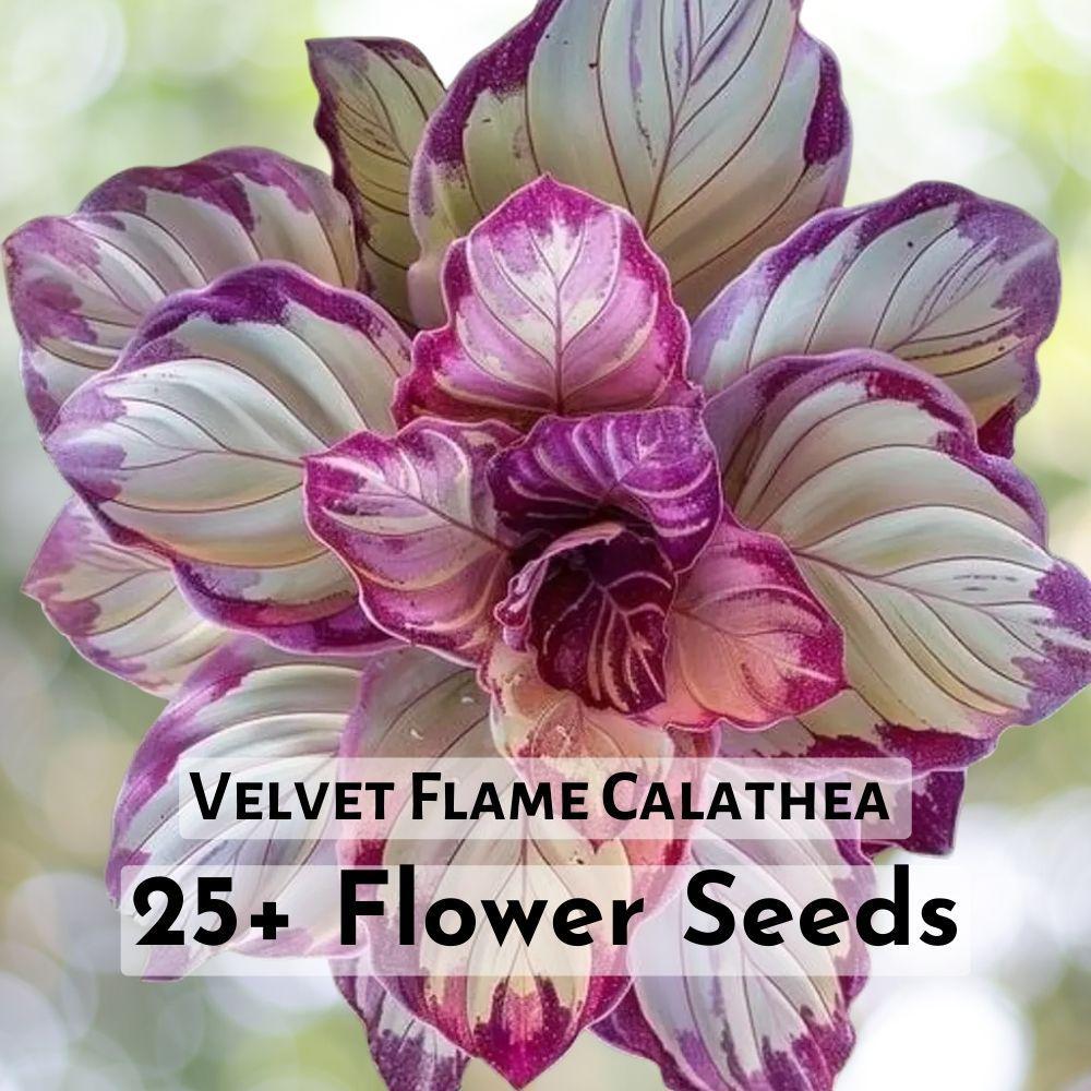25 Velvet Flame Calathea Seeds Gardening Flower Seeds Exotic &amp; Ornamental - $11.90