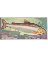 Cowan Co Toronto Card Lake Herring Canadian Fish - $9.89