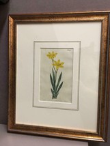 Framed Antique Bookplate Floral Flower Ixia Bulbifera Curtis&#39;s Botanical Magazin - £126.21 GBP
