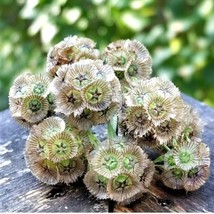 VP 25 Starflower Seeds Drumstick Flower Non-Gmo Truly Unique Easy To Grow 6 - $6.38