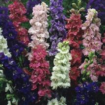 50 Seeds Delphinium Larkspur Qis Series Mix Annual Seeds - $25.94