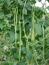 HGBO 10 Seeds Yard Long Green Bean Asparagus Beans Chinese Long Beans Seeds Nong - £7.96 GBP