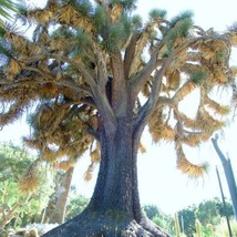 Yucca filifera, rare palm tree desert agave garden exotic aloe seed  100 SEEDS - £19.70 GBP