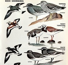 Rock Shore Birds Sandpipers Varieties 1966 Color Art Print Nature ADBN1s - £15.67 GBP