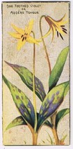 Cowan Co Toronto Card Dog Toothed Violet - Adder&#39;s Tongue Wild Flowers O... - $95.11 MXN