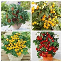 Colorful Dwarf Tomato package - Balcon Tomato - 4 variety - 20+ seeds - V 129 - £5.26 GBP