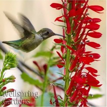 Best Cardinal Flower / Lobelia cardinalis / Live Plant - £23.20 GBP